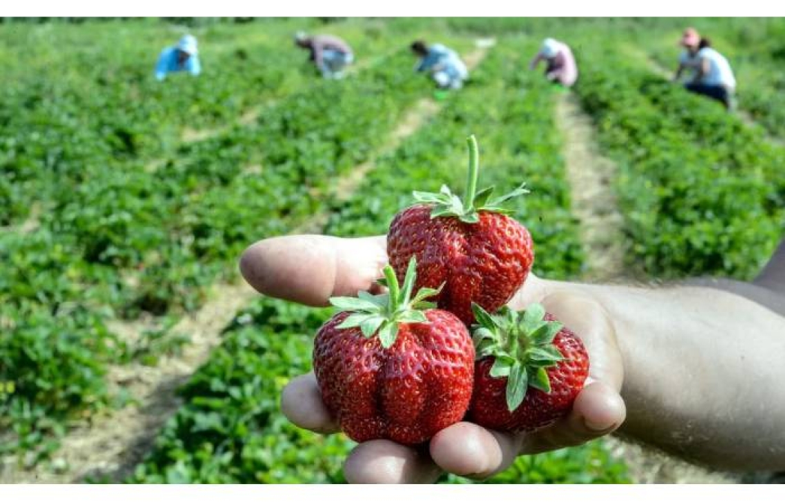 Plantatorzy truskawek poszukują zbierających