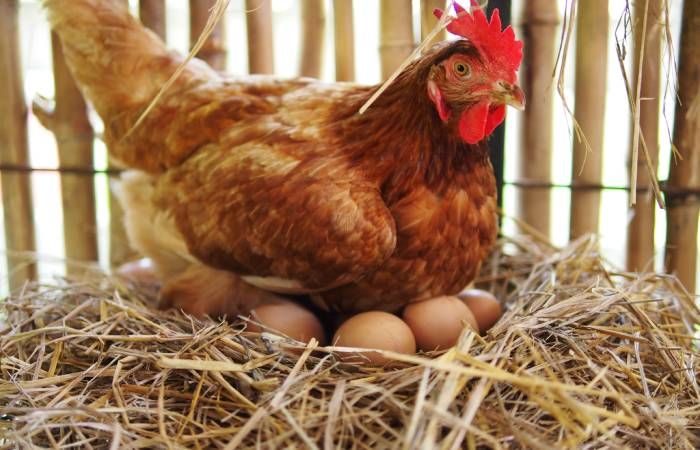 Co dziesiąte jajko w Unii Europejskiej znosi kura z Polski