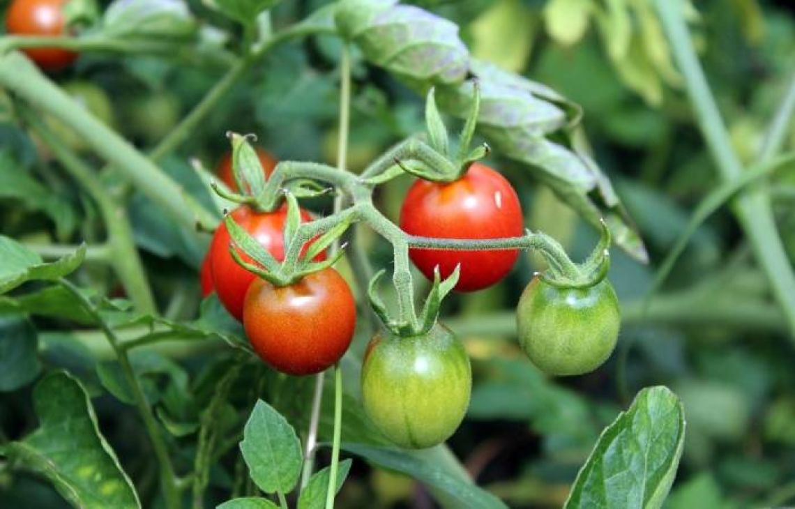 Zbadano pomidory z marketów w Polsce. Oto co znaleziono 